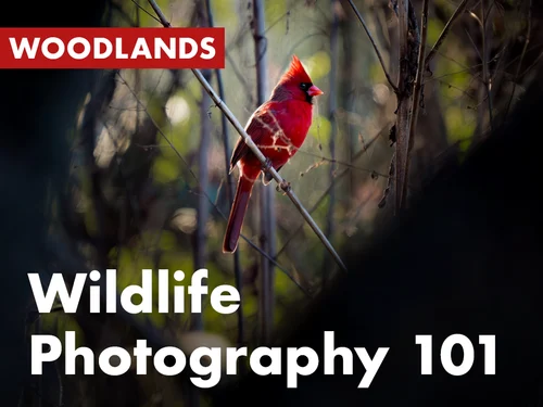 Wildlife Photography 101 with Sean Halloran (Woodlands)